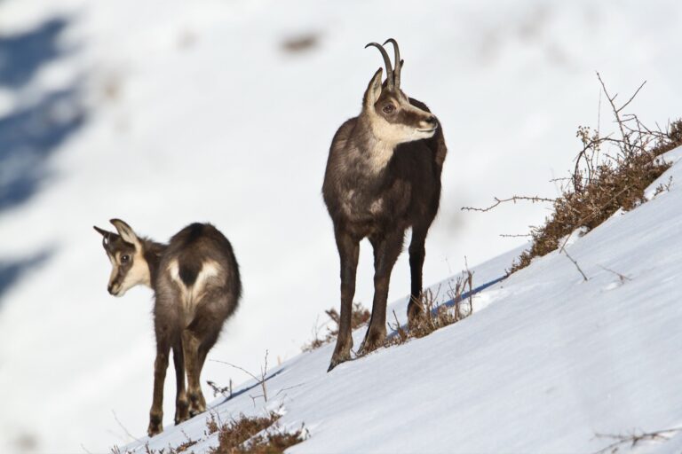Chamoix gite le telemark-light