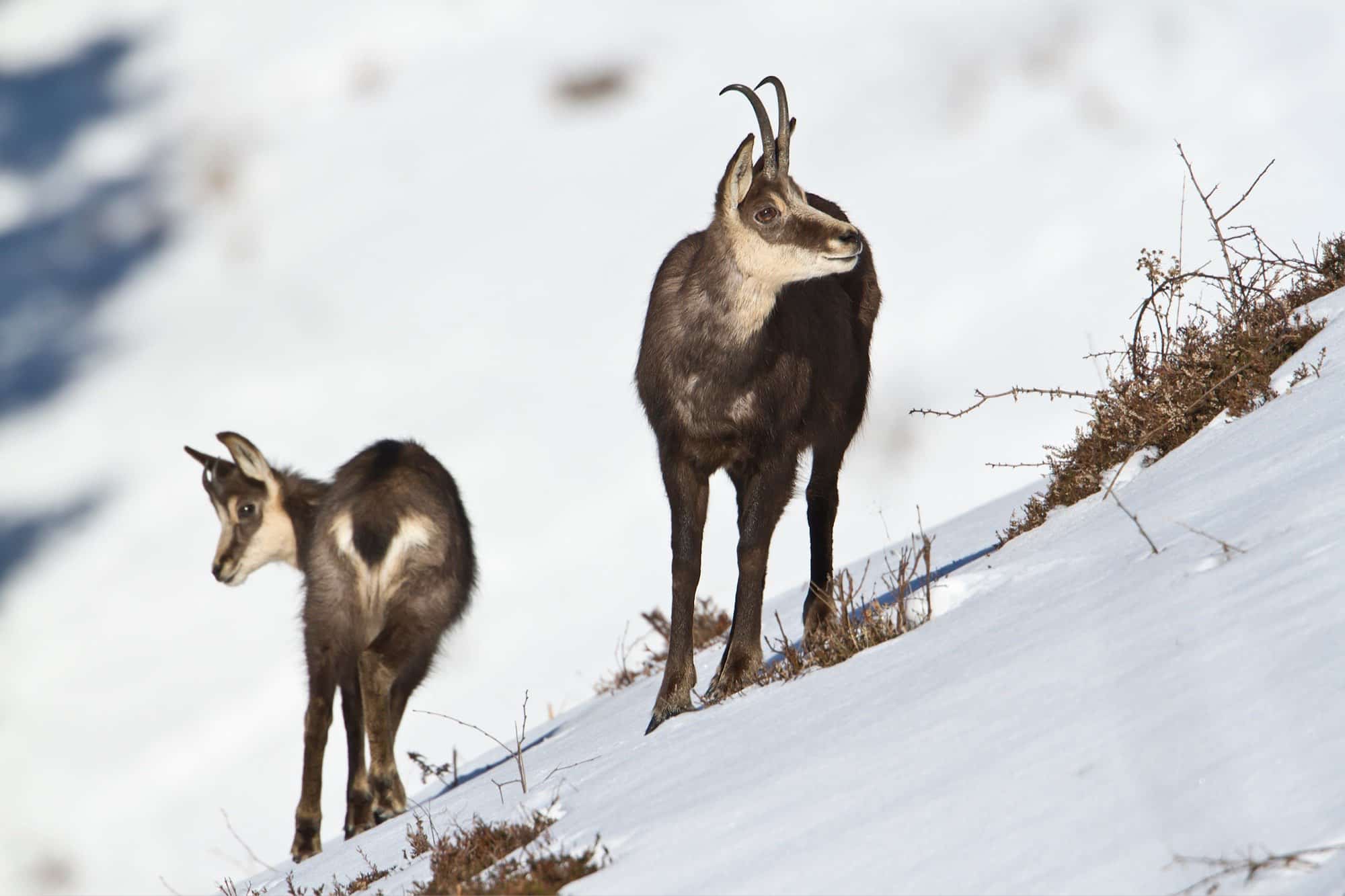 Chamoix gite le telemark-light