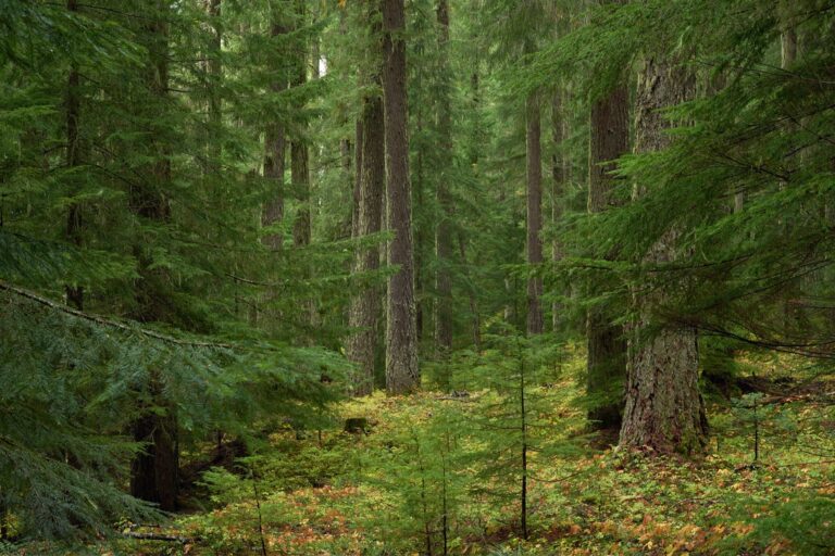 Épicéa gite le telemark-light