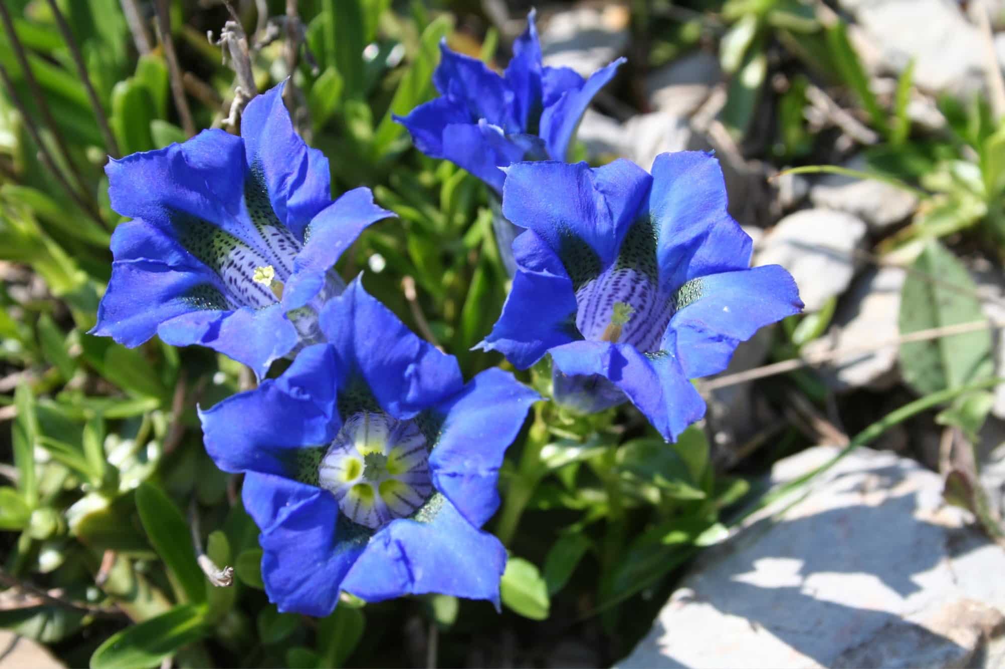 Gentiane coriace gite le telemark-light