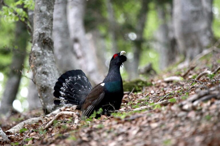 Grand Tétras gite le telemark-light