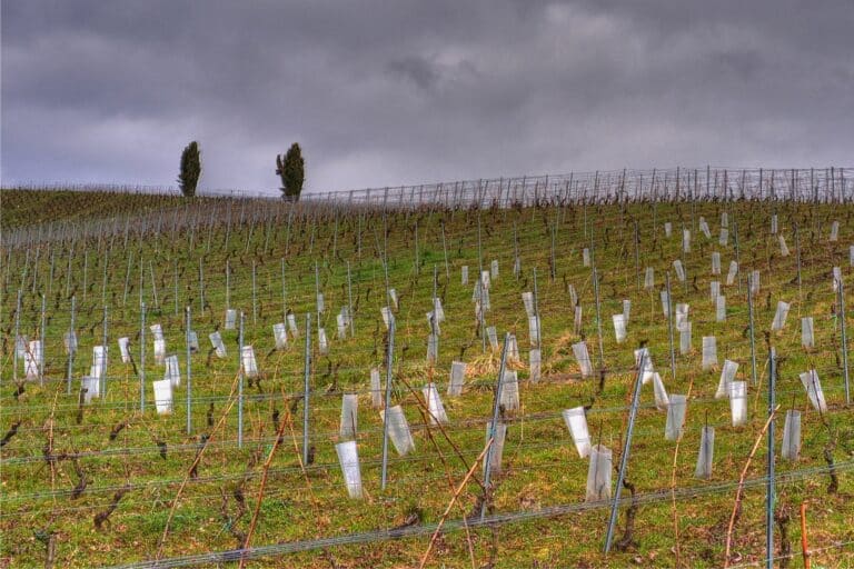 Vigne Domaine de Mucelle gite le telemark-light
