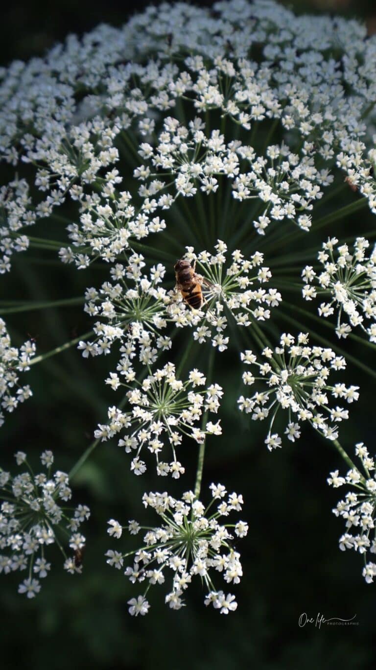 onelife photographie paysage mijoux lelex lajoux (20) light